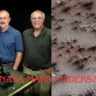 Nasa Mars Spiders: No Spiders on the Red Planet! 2024